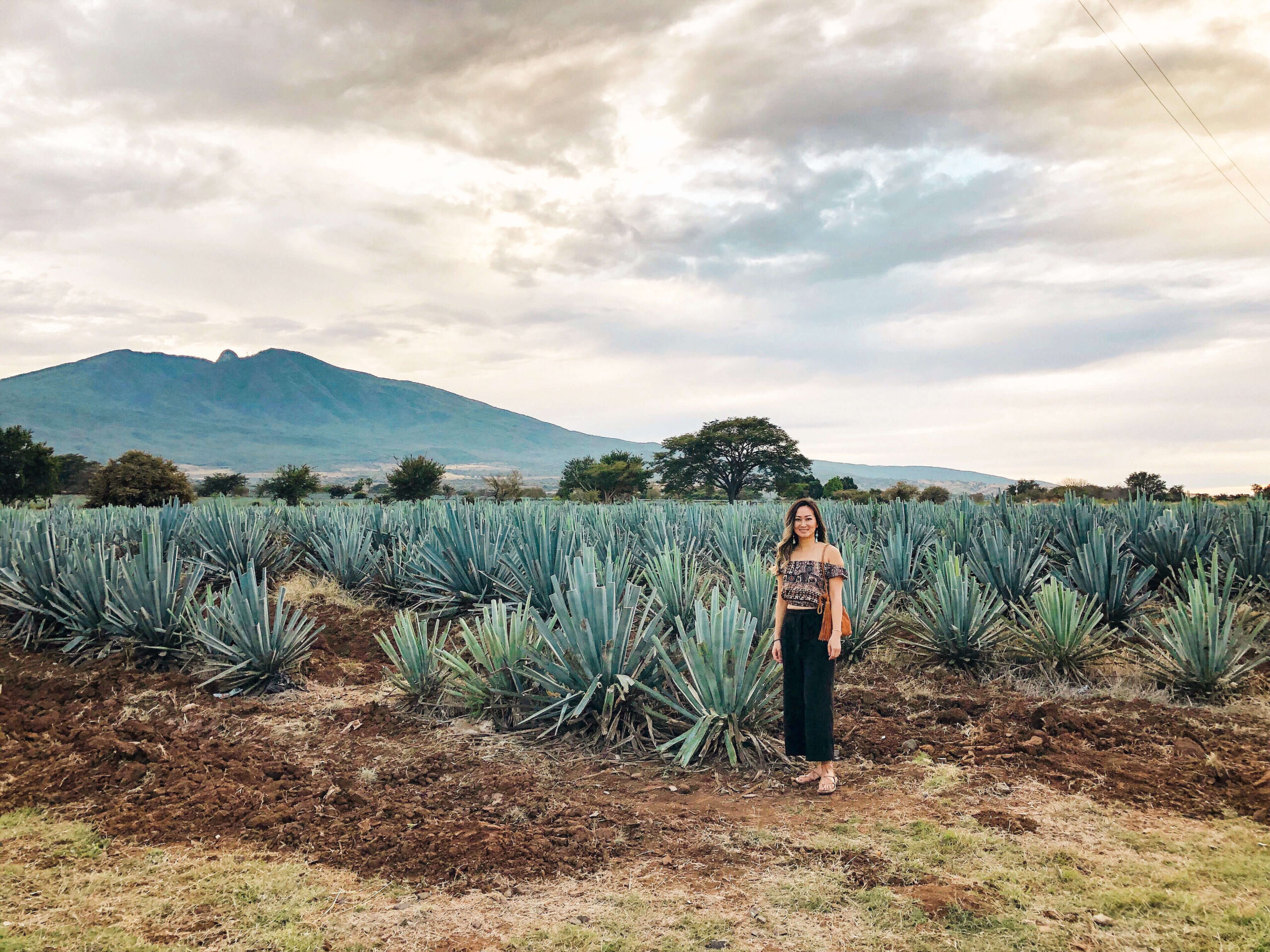 image of agave fields in tequila jalisco