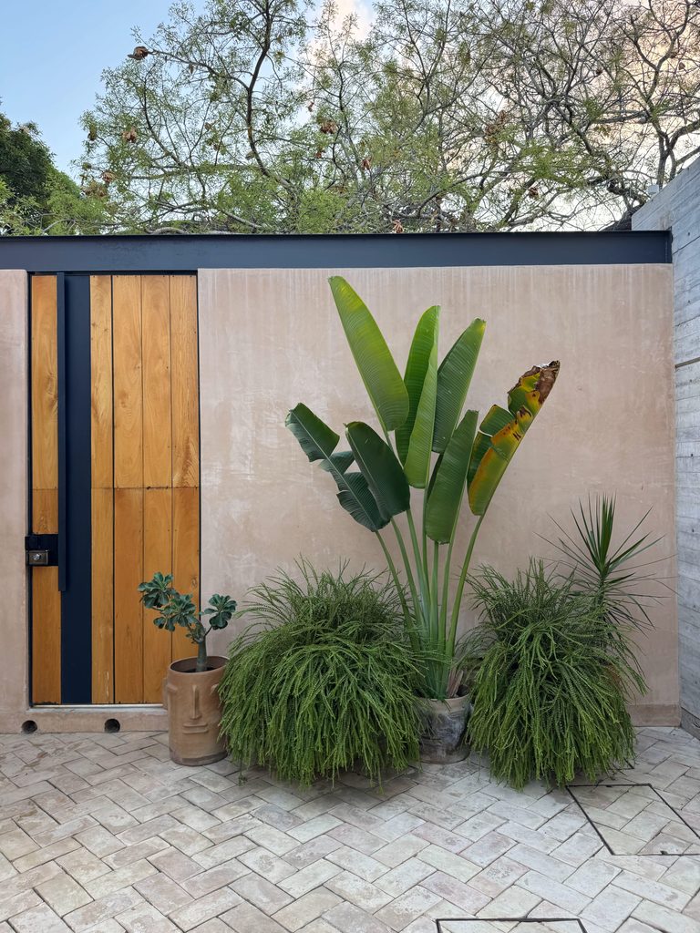 image of plants at jiloo