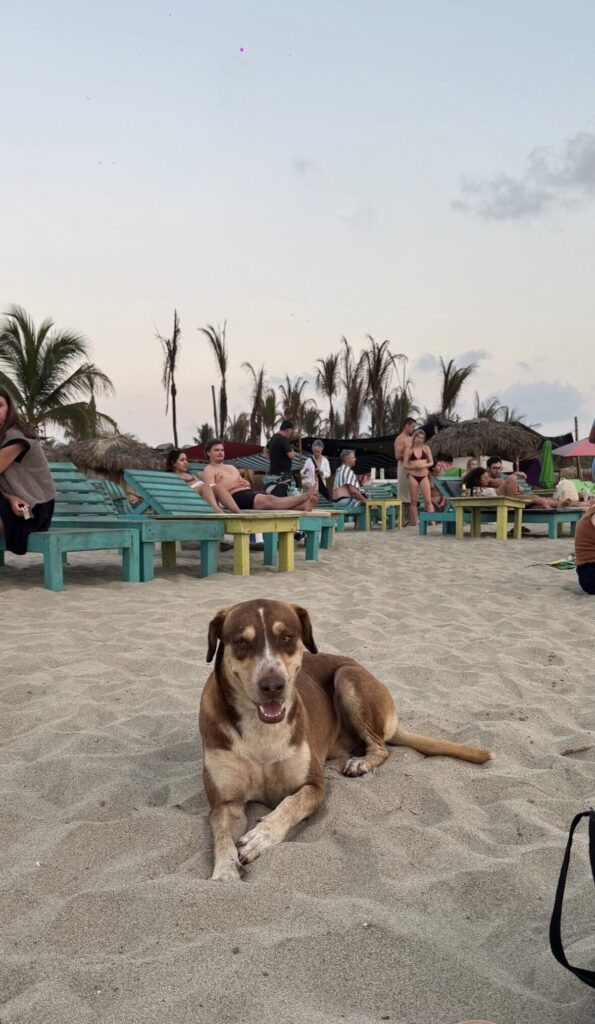 dog at la punta zicatela beach