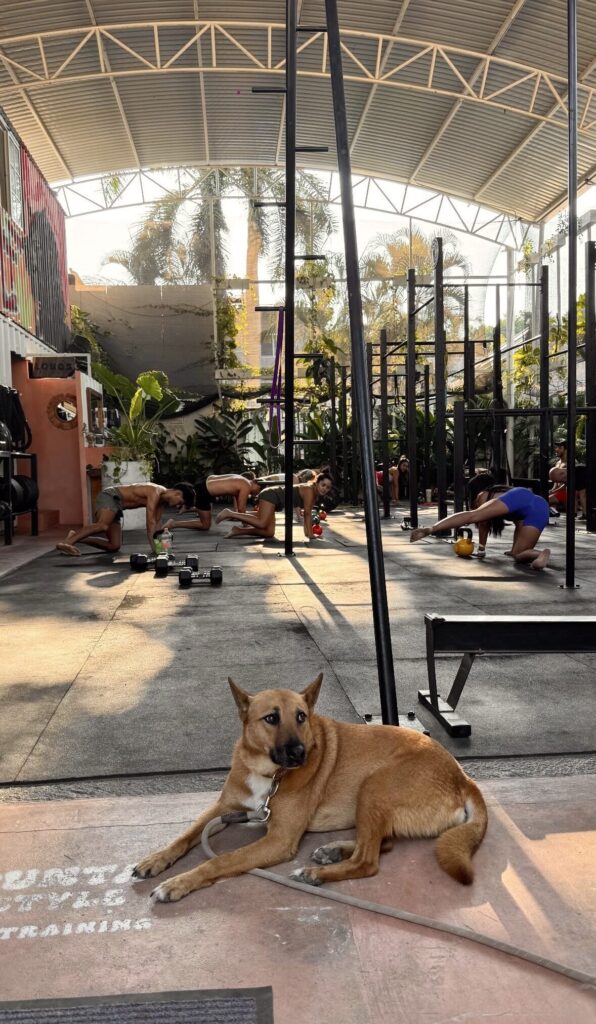 dog at the wolf for blog post on how many days in Puerto Escondido